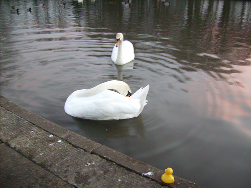 Duck Day 12 (20080112) - Old friends