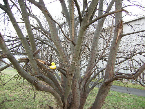 Duck Day 23 (23012008) - Tree climbing