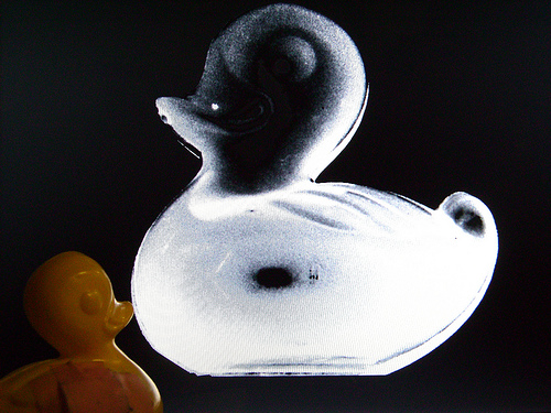 Duck Day 29 (29012008) - X-Ray