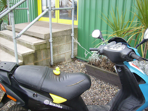 Duck Day 31 (31012008) - On two wheels