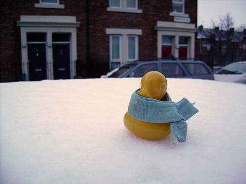 Duck Day 33 (02022009) - Out in the snow