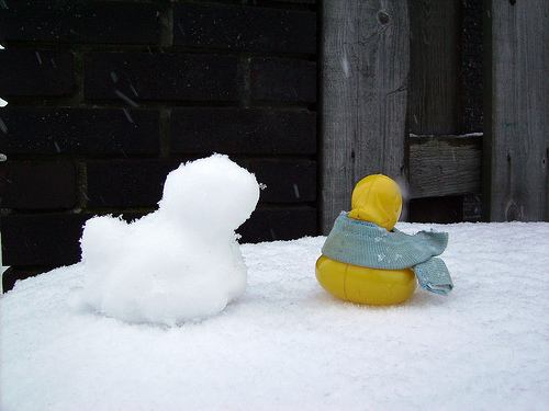 Duck Day 43 (12022009) - Snow Duck