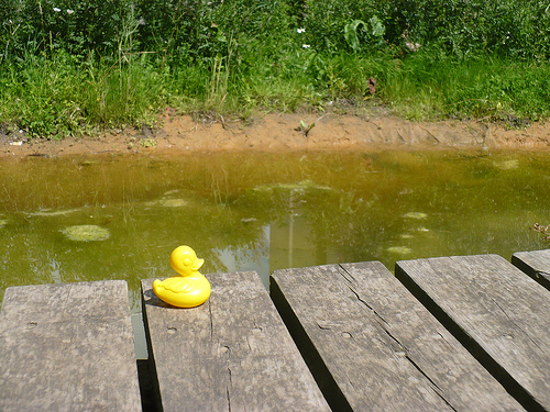 Duck Day 588 (11082010) - Back at the pond