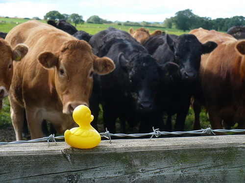 Duck Day 589 (12082010) - Moo moo cows