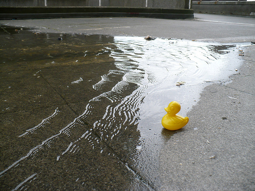 Duck Day 595 (18082010) - City puddle