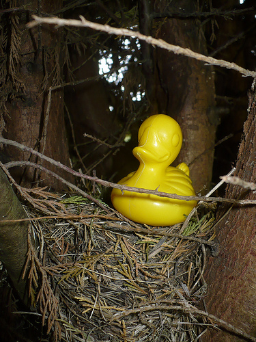 Duck Day 597 (20082010) - New nest