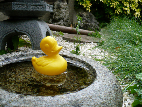 Duck Day 603 (26082010) - My little pond