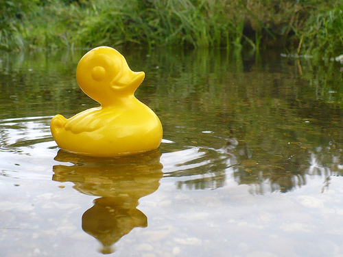 Duck Day 606 (29082010) - The local stream