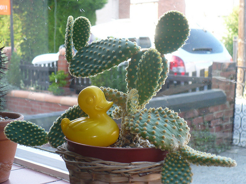 Duck Day 610 (02092010) - Cactus