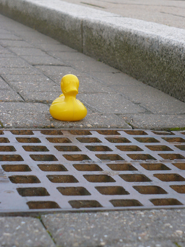 Duck Day 615 (07092010) - Duck grid