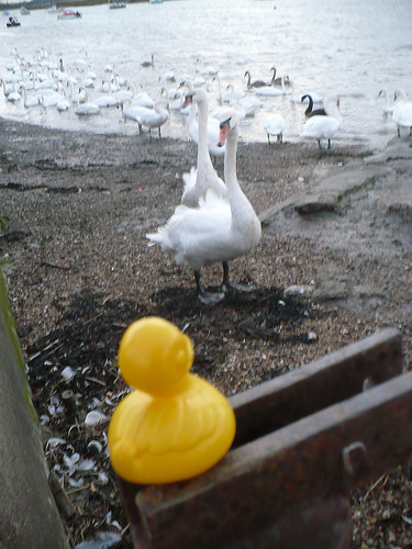 Duck Day 623 (15092010) - Friends on the big river