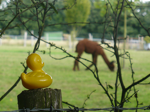 Duck Day 624 (16092010) - Llama or alpaca