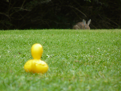 Duck Day 629 (21092010) - Be very very quiet