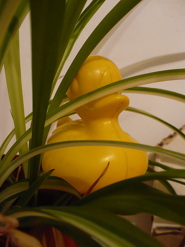 Duck Day 651 (13102010) - Hiding duck