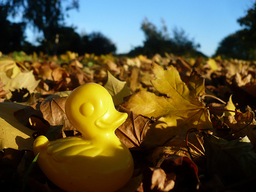 Duck Day 658 (20102010) - Out in the leaves