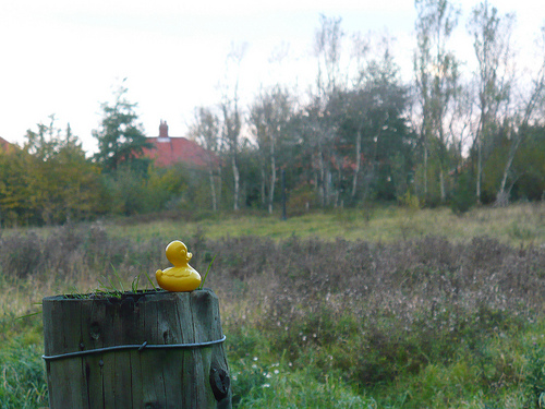 Duck Day 662 (24102010) - Overgrown