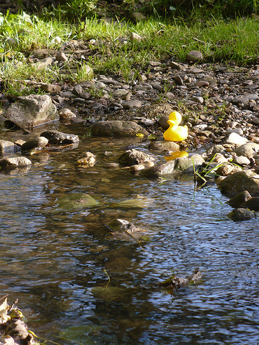 Duck Day 665 (27102010) - Country stream