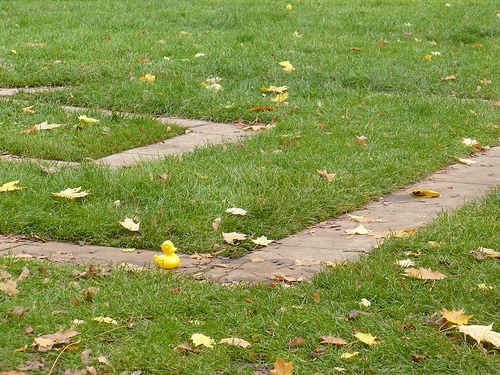 Duck Day 669 (31102010) - Brick maze