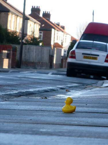 Duck Day 680 (11112010) - Lost in the street