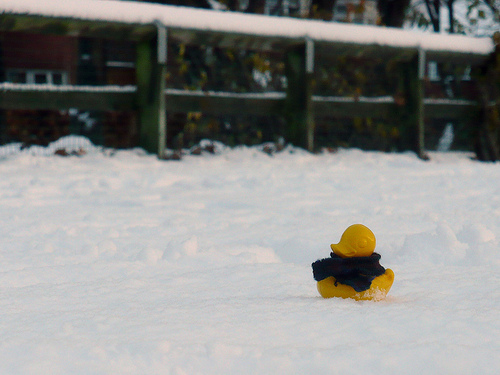 Duck Day 694 (25112010) - Out in the snow