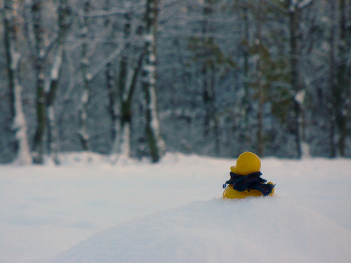 Duck Day 696 (27112010) - Explorong in the snow