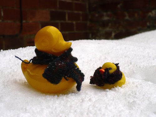 Duck Day 699 (30112010) - Tiny in the snow