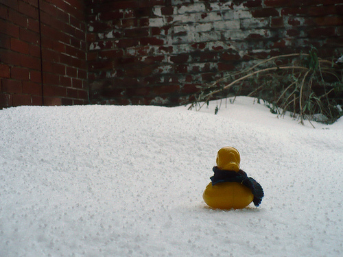 Duck Day 701 (02122010) - Snow garden