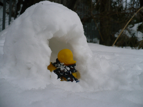 Duck Day 703 (04122010) - Mr Dusks Igloo