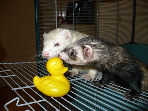 Duck Day 708 (09122010) - Ferrety friends